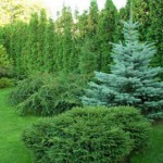 Добрива для хвойних