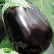 baklazhan_klorinda_F1_seminis