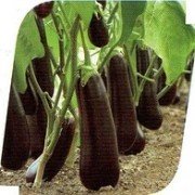 baklazhan_itaka_F1_seminis