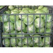 belokochannaya_pozdnyaya_storema_F1