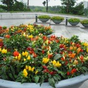 peretc__dekorativniy_malenkoe_chudo peretc__dekorativniy_malenkoe_chudo