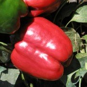 peretc_krasniy_ritcar_F1_seminis