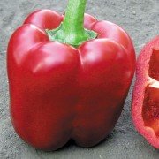 peretc_aristotel_F1_seminis