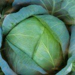 Капуста белокочанная поздняя Бирюза