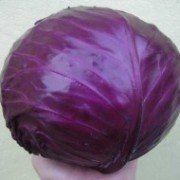 krasnokochannaya_red_dinasti_F1
