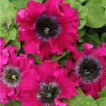 Петуния крупноцветковая превосходнейшая Бордовая