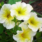 Петуния многоцветковая низкорослая Береника