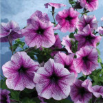 Петуния многоцветковая низкорослая Бригитта