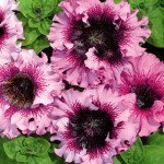 Петуния превосходнейшая Розеа