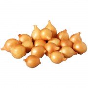 Цибуля-сіянка