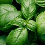 базилик неаполитанский гигант (1)