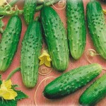 огурец Дальневосточный 27