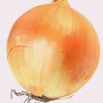 Лук Золотистый