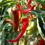 Перец Бараний рог