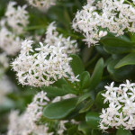 кофейное дерево Арабика