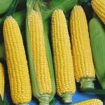 Кукуруза Золотое Чудо