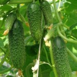 Огурец Гинга F1