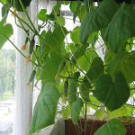 Огурец Комнатный F1