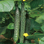 Огурец Пекинский вкусный