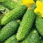 Огурец Садко F1