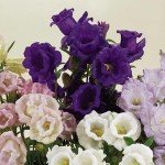 Колокольчики Средние Махровые