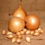 лук севок стурон