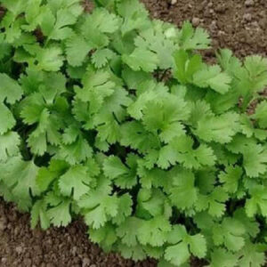 Петрушка ОЛОМУНСКАЯ