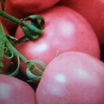 дар заволжья розовый