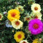 портулак летний ковер портулак летний ковер