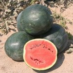 арбуз північне сяйво