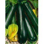 негритенок кабачок