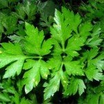 петрушкаароматная стена