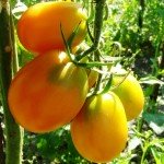 томат Де-барао золотой томат Де-барао золотой