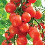 томат карамель красная