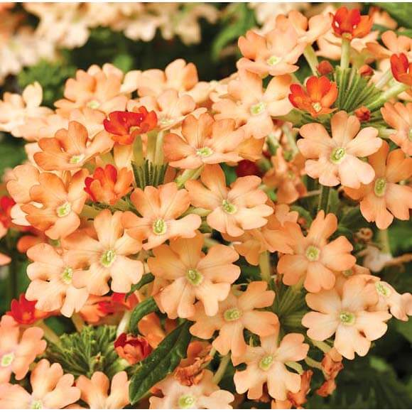Вербена абрикосовая крупноцветковая Вербена абрикосовая крупноцветковая