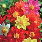 георгина Идеал