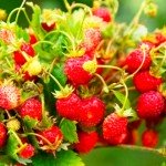 земляника Каскад Красного