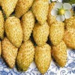 земляника Золотые карамельки земляника Золотые карамельки