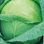 капуста Колобок f1