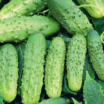 огурец Зубренок F1