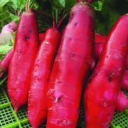 Дайкон Император Дайкон Император