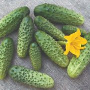 Огурец Хрустяшка F1