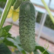 Огурец Шакти F1 Rijk Zwaan Голландия