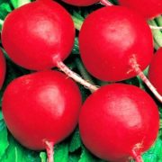 Редис Сора Nunhems Голландия