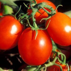 Томат Детская радость