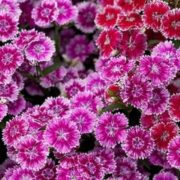 Гвоздика Китайская смесь