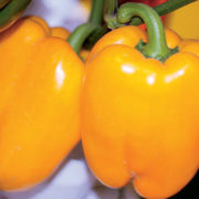 Перец Шорок-шари