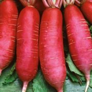 Редька ОСТЕРГРЮС