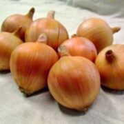 Лук Амфора «Moravoseed» Чехия