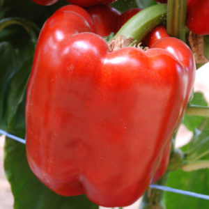 Перец Кубик